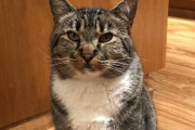 「お腹空いた？」と聞かれた猫ちゃんの短い返事が可愛い！