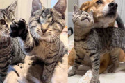 【海外】盲目の子猫が別の猫のケージに侵入！友情を求める姿に胸キュンのストーリー