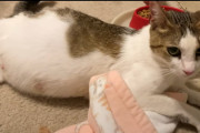 【海外】妊娠中の猫が予想以上に多くの子猫を出産！驚きの瞬間とは？