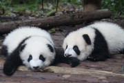 日本の上野動物園の「双子パンダ」がお弁当みたいで可愛い！【台湾人の反応】