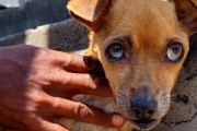 【海外】「見捨てられた小さな老犬が新しい家族に大変身！愛と希望の物語」