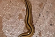 外国人「日本の沖縄で謎すぎる生物を見つけたんだがこれは何？」