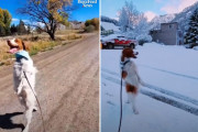 事故で前足を一本失くした犬が、元気に後ろ足2本で人間の様に歩く！（アメリカ）