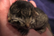「2つの顔」を持って生まれた子猫、愛情を沢山注がれながら3日後に息を引き取る