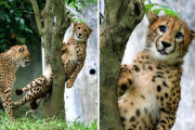外国人「多摩動物公園の木に挟まったチーター、まるでアニメの絵だ」