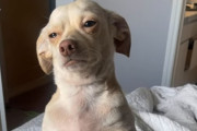 「僕のことおいていくの…？」切ない顔を見せるワンちゃんに後ろ髪引かれる飼い主さん