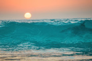 【海外】ホホジロザメはどこにいる？ほぼ全ての海に生息する驚きの生態を解明！