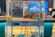 韓国人「これはちょっと複雑な気持ちになる…」ペット譲渡の“新システム”に驚きと議論の声