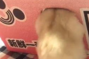 海外「これはとても愛らしい姿だなw」日本のモフモフ動物が一生懸命箱の中に入り込もうとする姿が可愛いと外国人悶絶