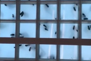 外国人「これがダンスフロアだって？虫にしか見えないよ（苦笑）」