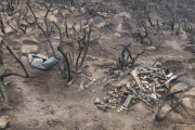 【海外】エディンバラの山火事跡で発見された謎の動物の骨とは？ その正体に迫る!