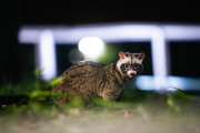 【海外】夜の王者！この驚きの動物と夢中の写真家の秘密を覗いてみよう