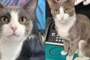 【海外】「小さな猫が大きな声で自己主張！運命の人を求める物語」