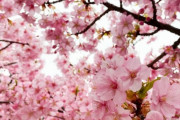 韓国人「韓国と日本の桜並木の違い」