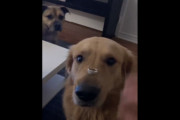 女性さん、婚約指輪を自慢するため犬の鼻先に置き死ぬほど後悔する羽目にｗｗｗｗ