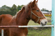遊んでるの…？水たまりを渡る馬ｗｗｗｗｗ「こんなに優雅で雄大な生き物がいるのか」「ぴょんぴょんぴょんぴょん」海外の反応