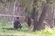 インドの動物園で酔っ払いがライオンの檻に侵入してしまう