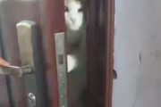 「自宅の鍵を忘れたけど、猫に開けてもらった…」便利だけどセキュリティが気になる例