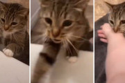 「今助けるよ！」飼い主がお風呂に入ると救出に来る元保護猫ちゃん。その必死の表情が可愛すぎます