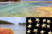 沖縄の美しすぎる星砂に外国人が感動！　海外の反応