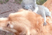 【海外】「犬が赤ちゃんコアラをおんぶ!? 驚きの瞬間を捉えた感動の出会い」