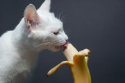 【海外】猫はバナナを食べられるの？安全な摂取量を徹底解説！