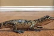 赤ちゃんクロコダイルが鳴き声も含めて超可愛かった件
