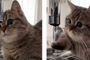 「蛇口から垂れる水をつかみたい！」一滴一滴を捕まえようとする猫が可愛い