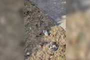 【海外】庭に転がってるもぞもぞした塊、よく見たら赤ちゃんだった！