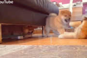 すぐ傍で兄弟が喧嘩しているのにグッスリスヤスヤな柴犬の子犬が可愛い♪