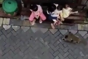 これは事件です！オートバイに乗った猿のギャングが子どもを誘拐する事案。海外の反応