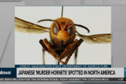 海外「神風の生まれ変わり！？」「これ日本だけじゃないぞ！！」北米で「日本の殺人バチ」が目撃されて大混乱！？