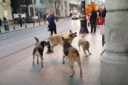 まるでCG映画のような「世界で一番幸せな野良犬たち」の動画へ寄せられた海外のコメントをご紹介！ 海外の反応