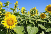 海外「今年の日本の夏は既に暑くないか？」早くも猛暑日を迎えた日本の夏に対する海外の反応