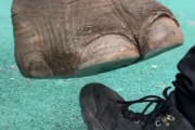海外「なんて賢い動物なんだ！」カボチャは踏むけど、人間の足は踏まない象！