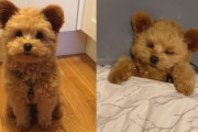 モコモコ感、色あい、丸い耳…テディベアそっくりの子犬ちゃん、現れる