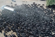 干ばつに襲われたオーストラリアで、何百頭もの牛が水を運んできたタンク車に集まる様子が凄まじい。