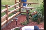 ゴルフ場の隣に住む海外パパの趣味…飛んできたボールにぶつかった振りをするイタズラ