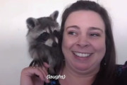 飼い主さんとくっついていたいアライグマの赤ちゃんがかわいい！
