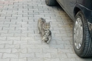 【海外】助けを求めて！母猫が病気の子猫を届けた感動の場所とは？