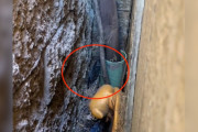 【海外】パン屋の裏に積まれた羽毛の正体は？危険にさらされた野生動物の救出劇！