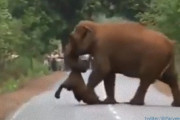 死んでしまった子象の死を悼み、亡骸を運びながら移動するゾウの群れの葬列（インド）