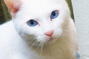 海外「日本一酷い猫の寝顔がコチラｗｗｗ」横で寝ている彼女が同じ顔してるんだけど？