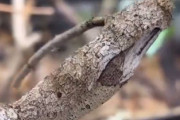 海外の反応「ウソだろ？ここにカモフラージュの達人がいたよ…」