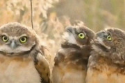 なんだ？なんだ？その棒なんだ？棒を背負ってきたフクロウに対する仲間のフクロウたちのリアクションが海外掲示板で話題に