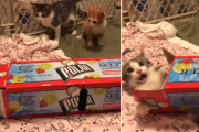 隠れて飛び出て大騒ぎ！気の利いた小窓付きの箱で盛り上がる子猫3きょうだいが可愛い