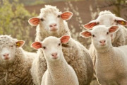 【動画】イギリスで羊の群れがフリーズして全く動かない謎の現象が発生！ どうなってんだこれ！？