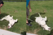 ゴネるハスキー「ハスゴネ」はまだまだ続く。公園から帰りたくないハスキーのゴネっぷりをご堪能ください