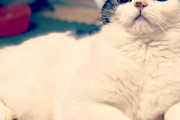 猫レストラン開催！猫まんまを食べる猫の姿に酔いしれてみる 海外の反応