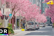 これが日本の桜なんだよね。外国人さんの心も癒されてしまうほどの美しさですね！
